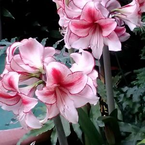 Meet your Posher, Cheri